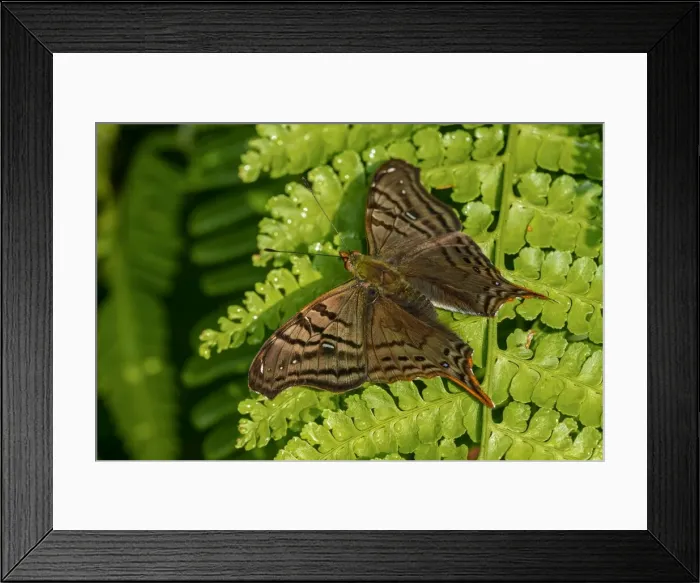 Framed Print : Picture No. 11981071 Framed Print : Picture No. 11981071