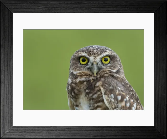 Framed Print : Picture No. 11981072 Framed Print : Picture No. 11981072