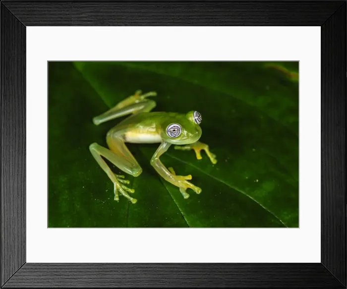 Framed Print : Picture No. 11981073 Framed Print : Picture No. 11981073