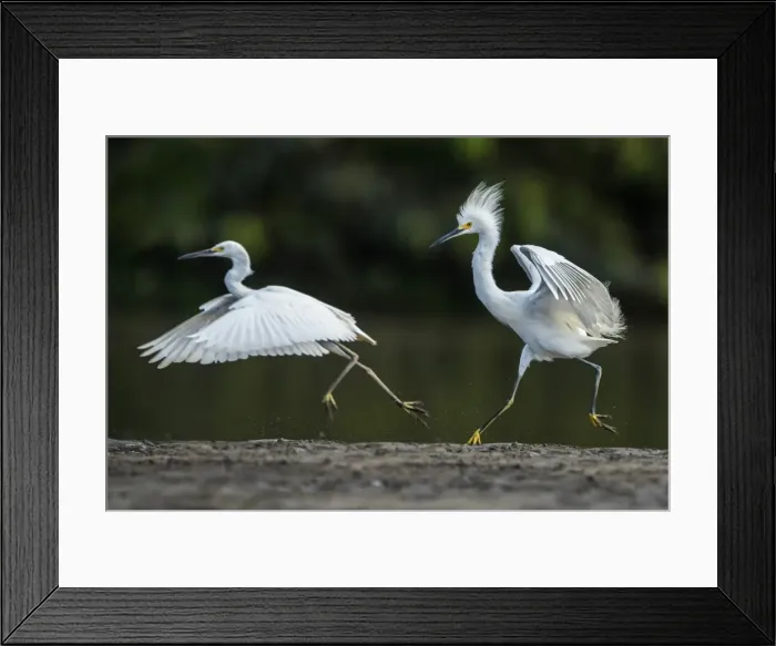Framed Print : Picture No. 11981074 Framed Print : Picture No. 11981074