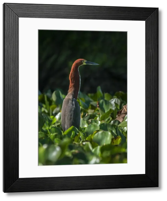 Framed Print : Picture No. 11981075 Framed Print : Picture No. 11981075