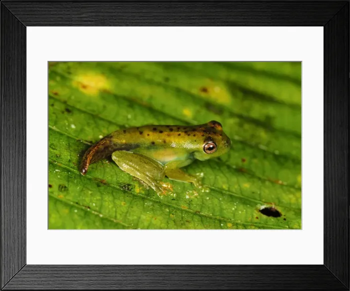 Framed Print : Picture No. 11981076 Framed Print : Picture No. 11981076