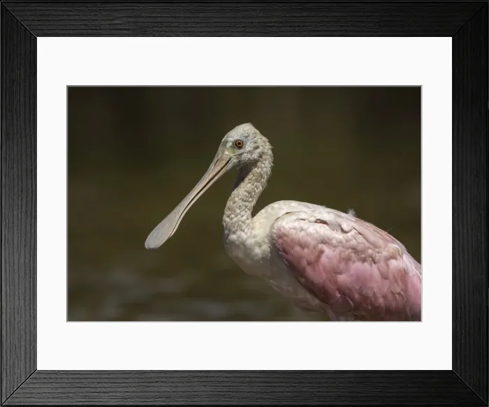 Framed Print : Picture No. 11981077