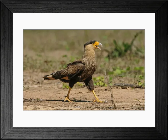 Framed Print : Picture No. 11981078 Framed Print : Picture No. 11981078
