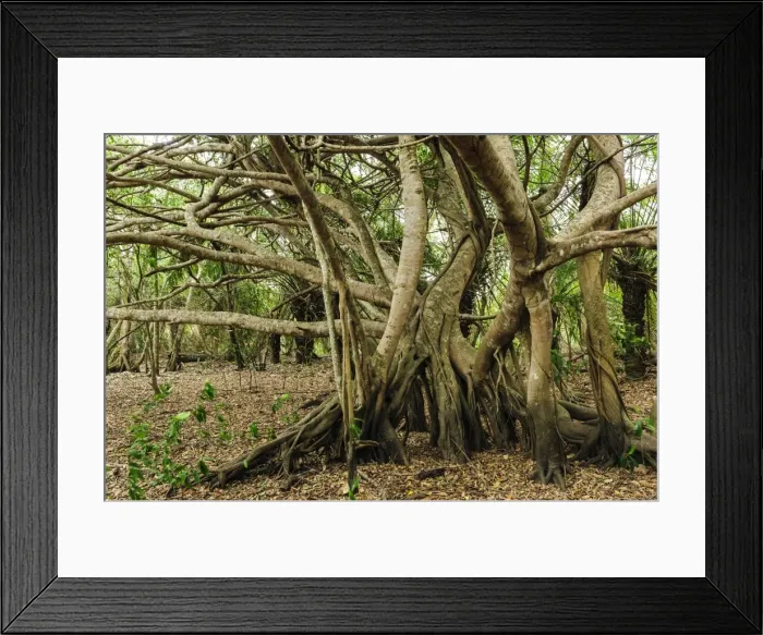 Framed Print : Picture No. 11981079 Framed Print : Picture No. 11981079