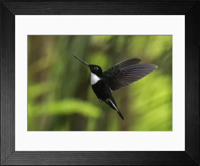 Framed Print : Picture No. 11981080 Framed Print : Picture No. 11981080