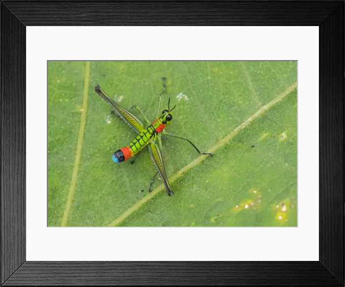 Framed Print : Picture No. 11981082 Framed Print : Picture No. 11981082