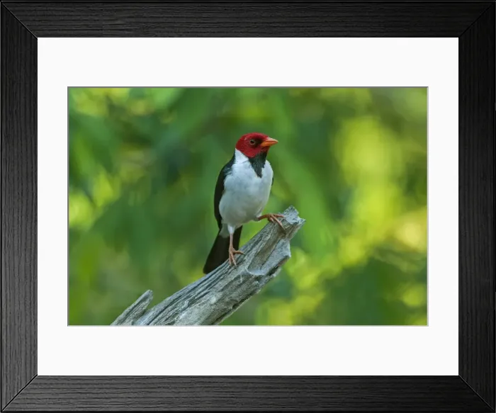 Framed Print : Picture No. 11981083 Framed Print : Picture No. 11981083