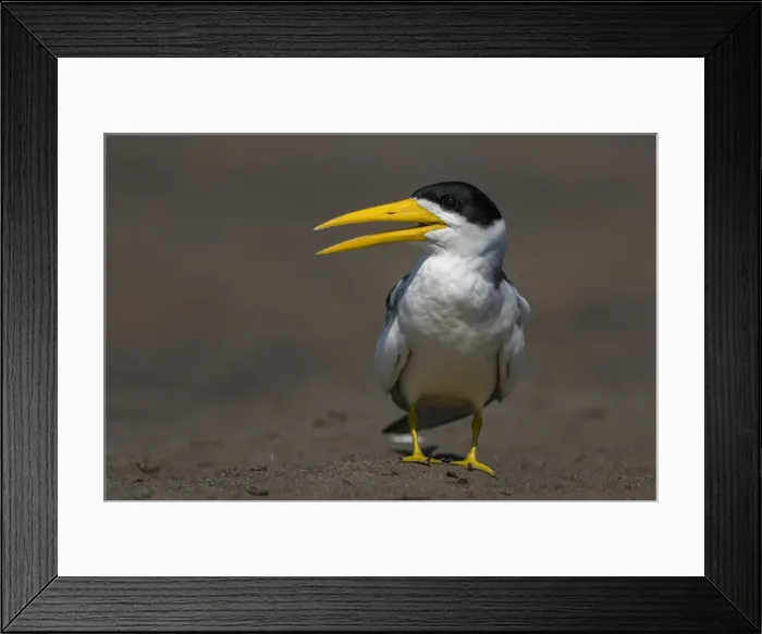 Framed Print : Picture No. 11981084 Framed Print : Picture No. 11981084