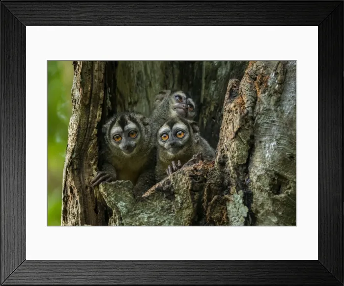 Framed Print : Picture No. 11981085 Framed Print : Picture No. 11981085