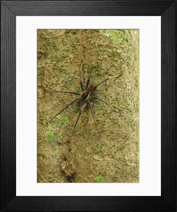 Framed Print : Picture No. 11981086 Framed Print : Picture No. 11981086