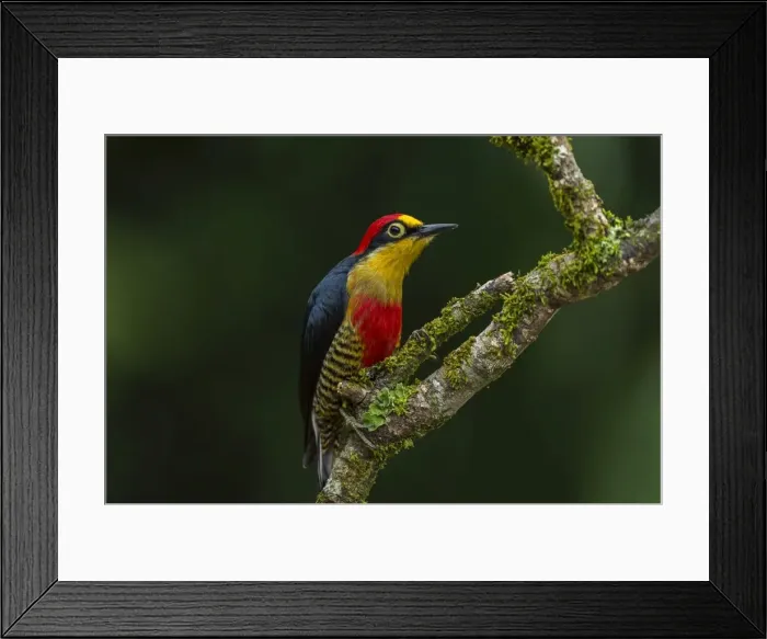 Framed Print : Picture No. 11981087 Framed Print : Picture No. 11981087