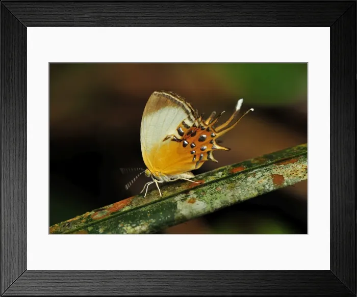 Framed Print : Picture No. 11981088