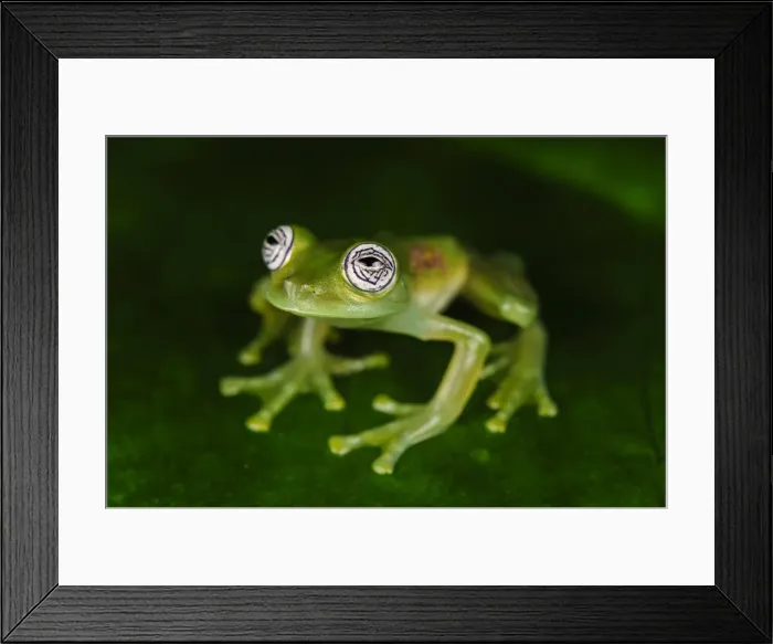 Framed Print : Picture No. 11981090 Framed Print : Picture No. 11981090