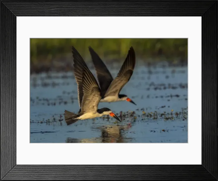 Framed Print : Picture No. 11981091 Framed Print : Picture No. 11981091