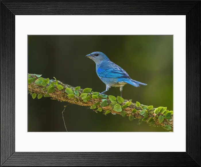 Framed Print : Picture No. 11981092 Framed Print : Picture No. 11981092