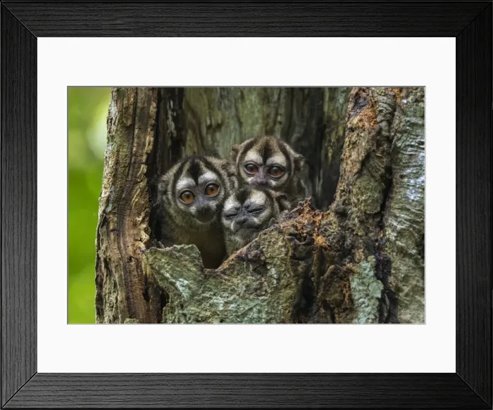 Framed Print : Picture No. 11981093 Framed Print : Picture No. 11981093