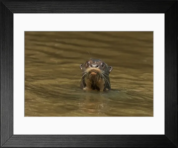Framed Print : Picture No. 11981094 Framed Print : Picture No. 11981094