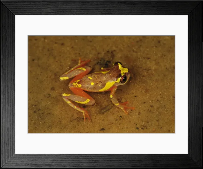 Framed Print : Picture No. 11981095 Framed Print : Picture No. 11981095