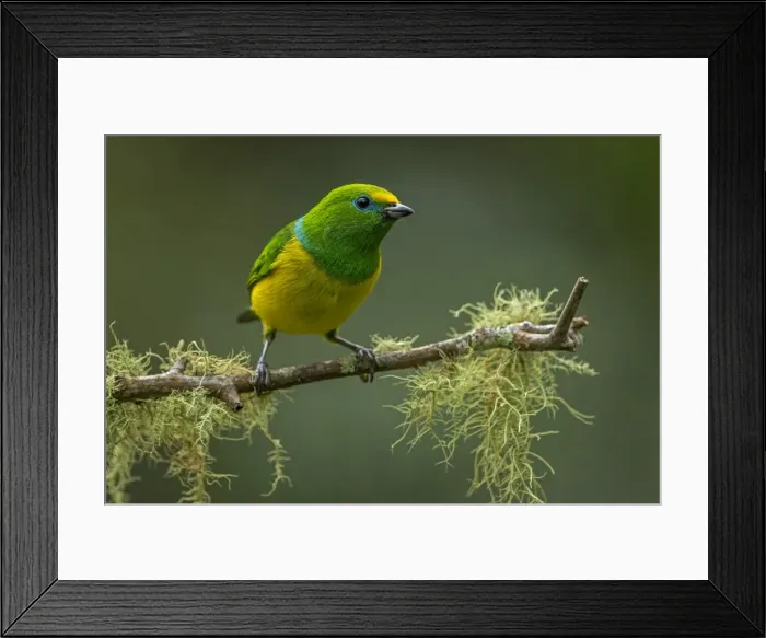 Framed Print : Picture No. 11981096