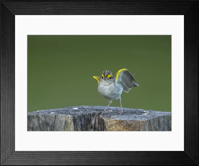 Framed Print : Picture No. 11981097 Framed Print : Picture No. 11981097