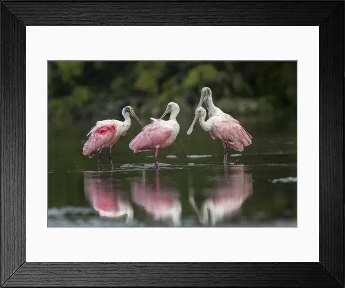 Framed Print : Picture No. 11981098 Framed Print : Picture No. 11981098
