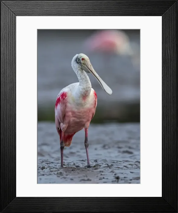 Framed Print : Picture No. 11981099 Framed Print : Picture No. 11981099