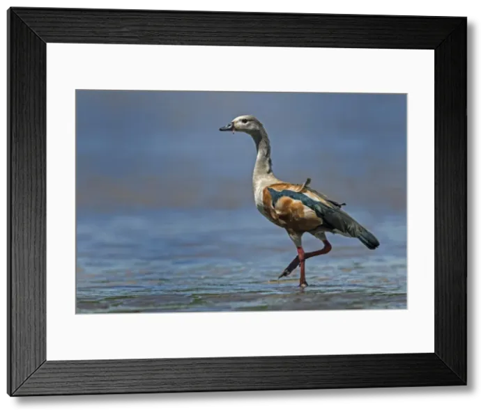 Framed Print : Picture No. 11981100 Framed Print : Picture No. 11981100