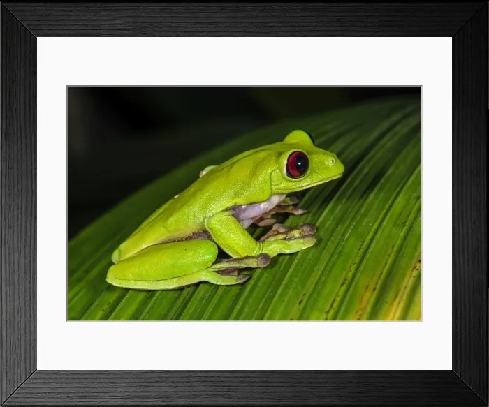 Framed Print : Picture No. 11981101 Framed Print : Picture No. 11981101