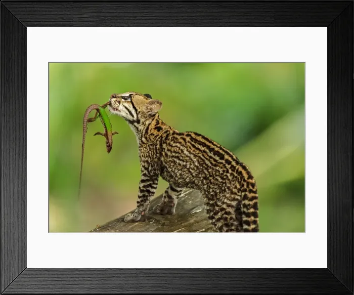 Framed Print : Picture No. 11981102