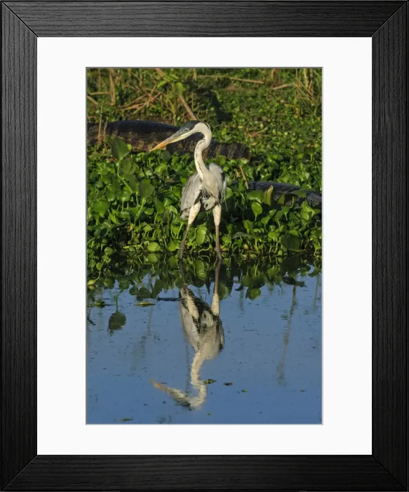 Framed Print : Picture No. 11981103 Framed Print : Picture No. 11981103