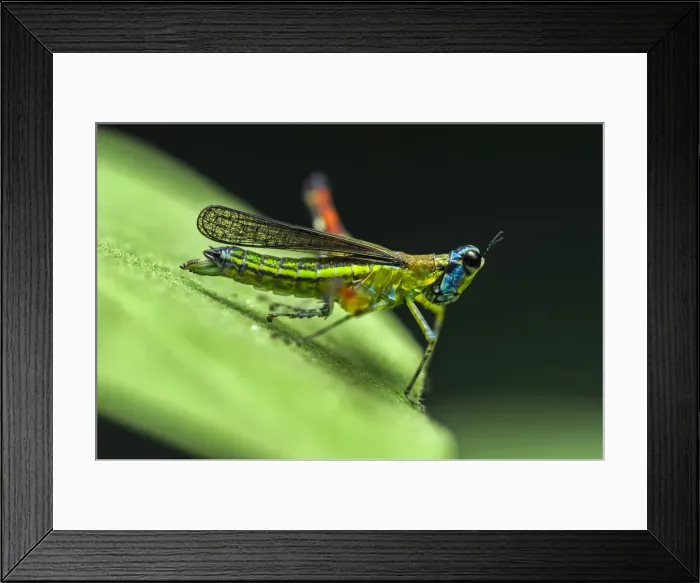 Framed Print : Picture No. 11981107 Framed Print : Picture No. 11981107