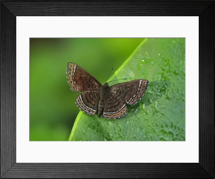 Framed Print : Picture No. 11981108