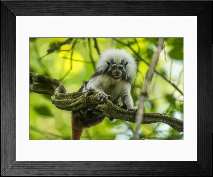 Framed Print : Picture No. 11981109 Framed Print : Picture No. 11981109