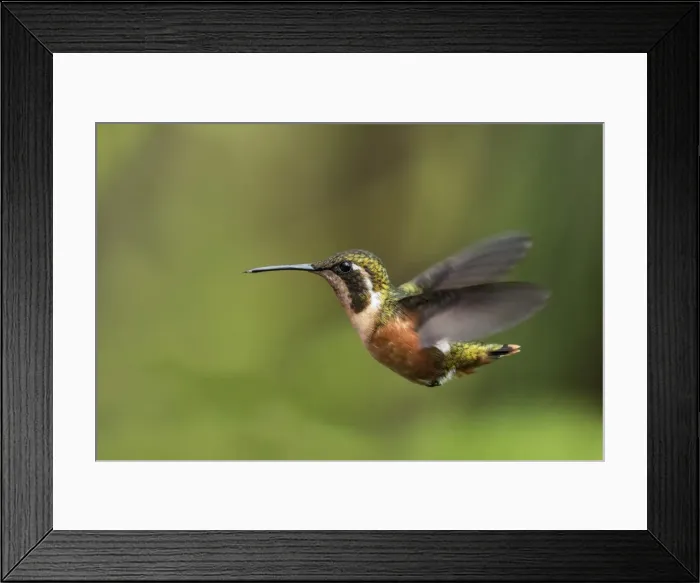Framed Print : Picture No. 11981110