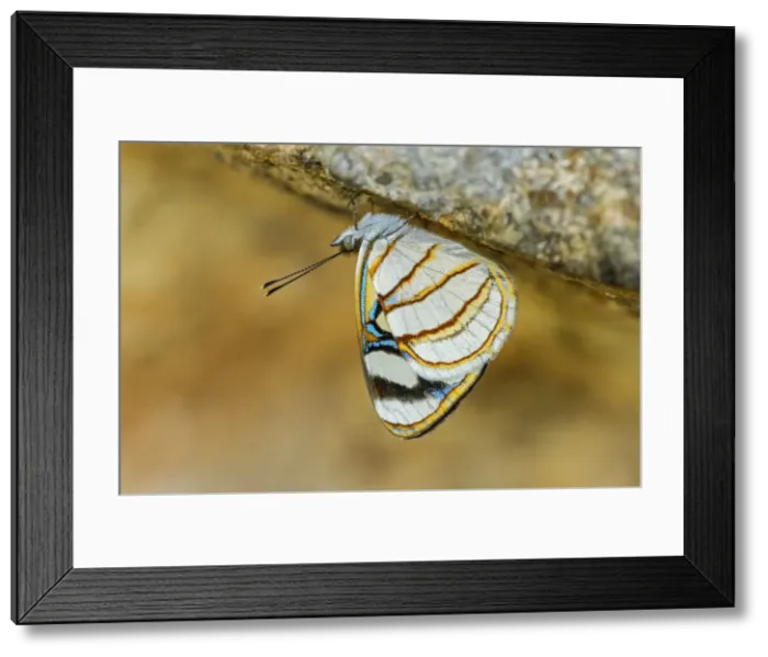 Framed Print : Picture No. 11981111 Framed Print : Picture No. 11981111