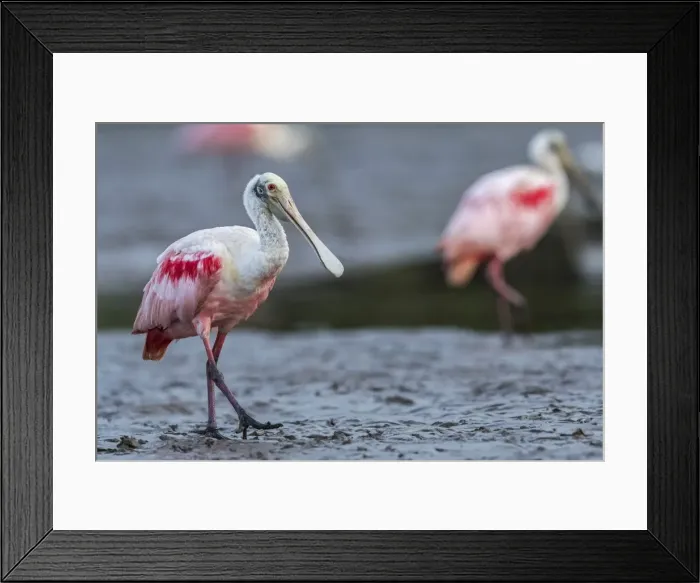 Framed Print : Picture No. 11981112