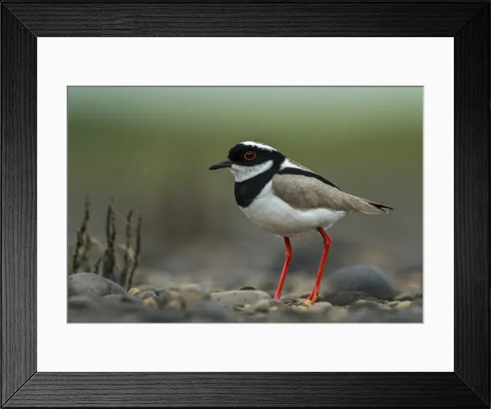 Framed Print : Picture No. 11981113 Framed Print : Picture No. 11981113