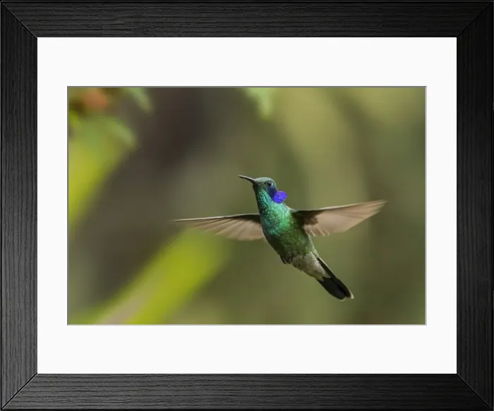 Framed Print : Picture No. 11981114 Framed Print : Picture No. 11981114