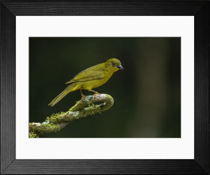 Framed Print : Picture No. 11981115 Framed Print : Picture No. 11981115