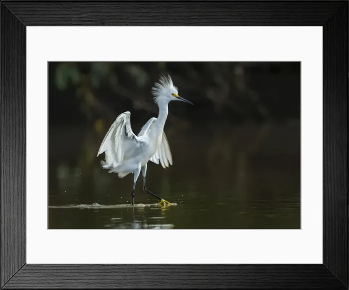 Framed Print : Picture No. 11981116