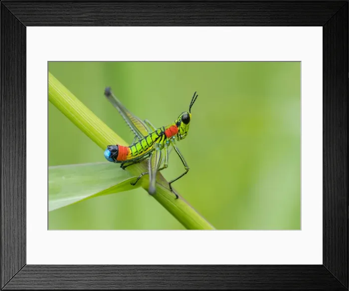 Framed Print : Picture No. 11981118