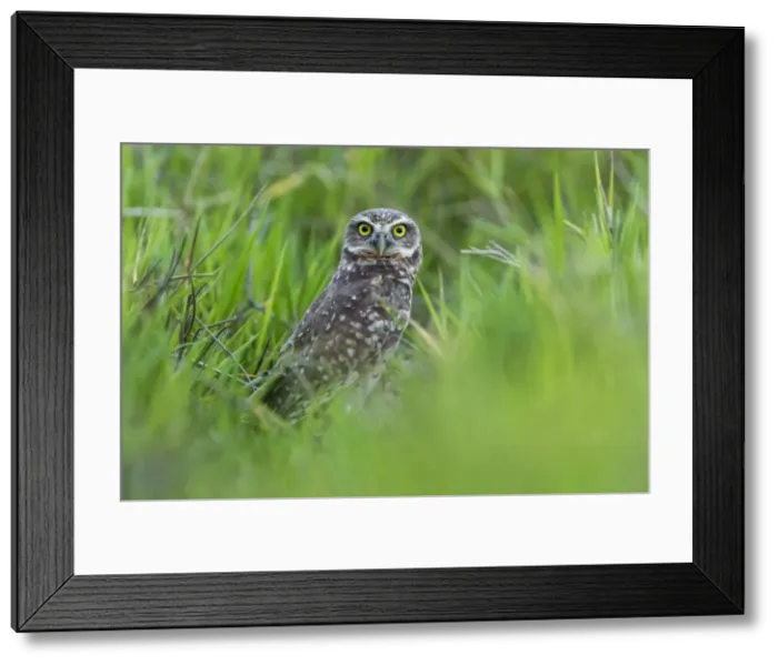 Framed Print : Picture No. 11981119 Framed Print : Picture No. 11981119