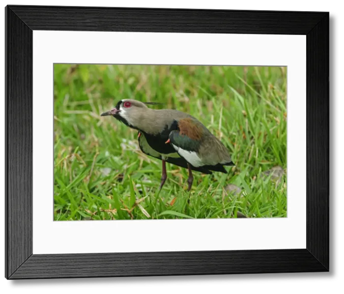 Framed Print : Picture No. 11981120 Framed Print : Picture No. 11981120
