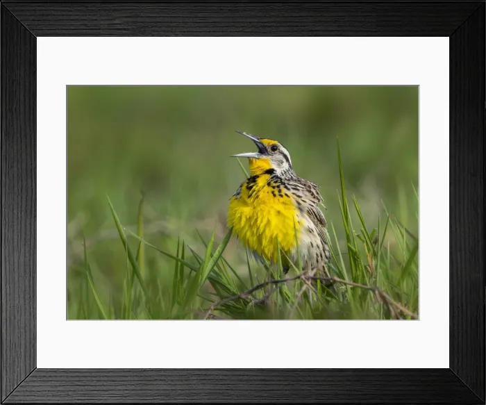 Framed Print : Picture No. 11981121