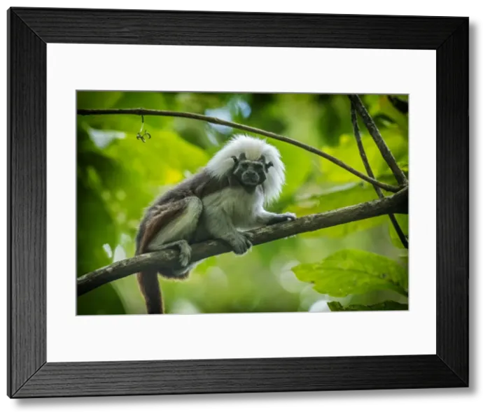 Framed Print : Picture No. 11981123 Framed Print : Picture No. 11981123