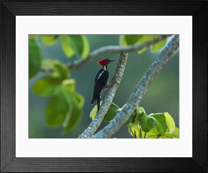 Framed Print : Picture No. 11981124 Framed Print : Picture No. 11981124