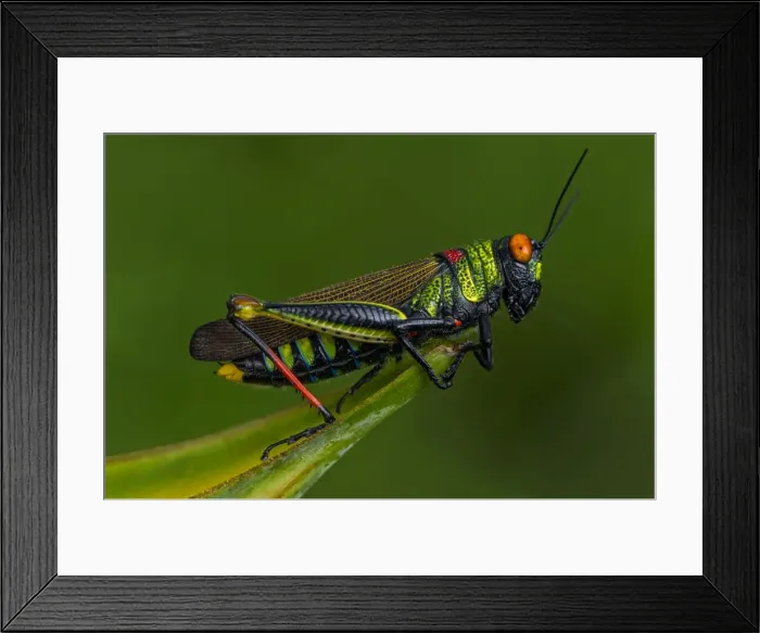 Framed Print : Picture No. 11981125