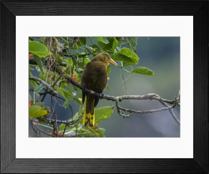 Framed Print : Picture No. 11981127 Framed Print : Picture No. 11981127