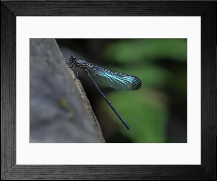Framed Print : Picture No. 11981129 Framed Print : Picture No. 11981129